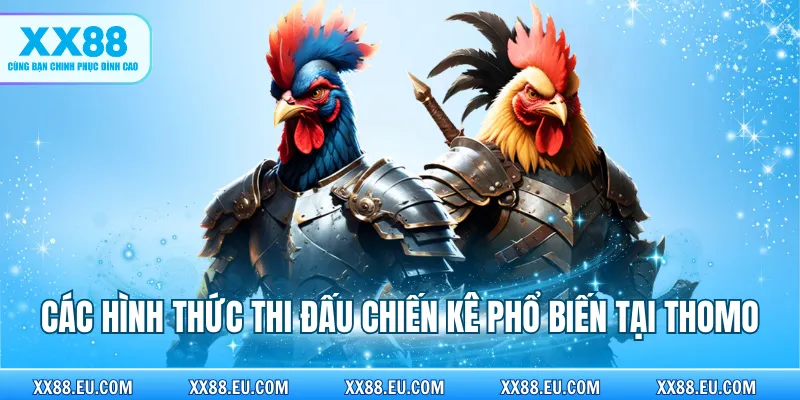 Các hình thức thi đấu chiến kê phổ biến tại Thomo